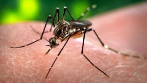 virus-du-zika